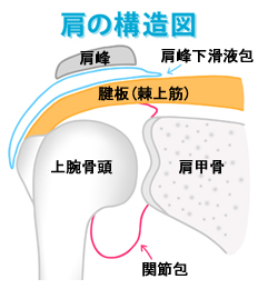 肩の構造