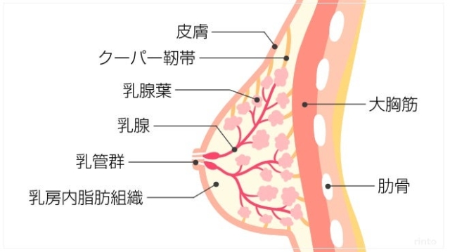 バストの構造