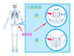 仙腸関節